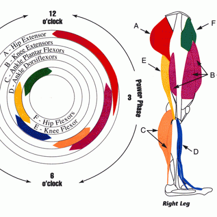 CalvesDiagram